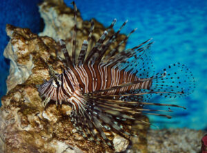 Lionfish Hunter